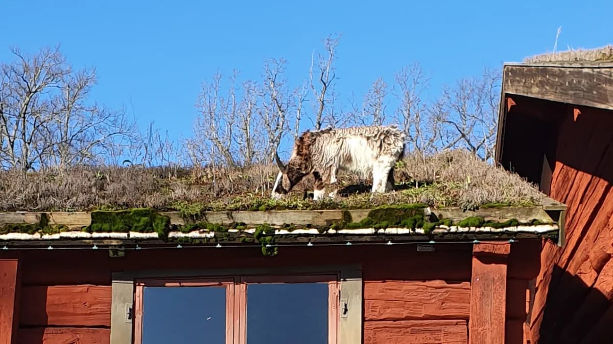 Välkommen till Roslagsplanket! 🎉